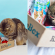 Half Off First KitNipBox, Subscription Box of Cat Toys, Treats and Goodies | $10 | Amazon